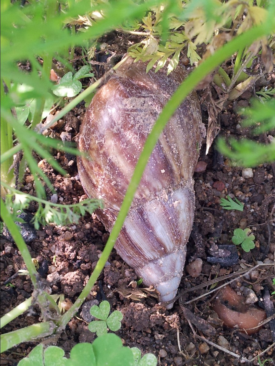 20120422Organic Farm35